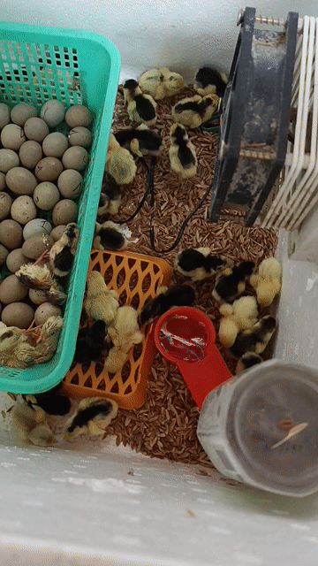 Gà con nhiều màu mới nở. Mua bán Gà tại Quận Hai Bà Trưng Hà Nội được đăng bởi Xuân Trần Thị hình 1