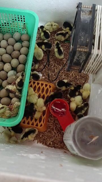Gà con nhiều màu mới nở. Mua bán Gà tại Quận Hai Bà Trưng Hà Nội được đăng bởi Xuân Trần Thị hình 1