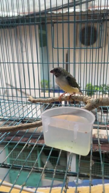 Chim Bảy màu tơ mái nhiều màu. Mua bán Chim tại Quận 1 Tp Hồ Chí Minh được đăng bởi nguyễn Hoà hình 1