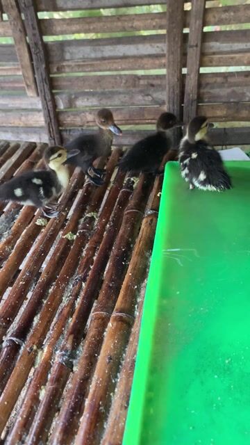 Vịt xiêm con 12 con. Mua bán Thú cưng khác tại Huyện Phú Tân An Giang được đăng bởi Nam hình 1