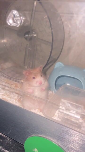 Chuột Hamster Tạng To  Đóm Kem Thái 1 tháng tuổi. Mua bán Thú cưng khác tại Thành phố Thủ Đức Tp Hồ Chí Minh được đăng bởi Nguyễn Hữu Phú Tân hình 1