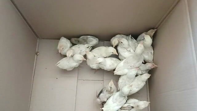 Gà con Thái Mỹ Trắng 20 ngày tuổi. Mua bán Gà tại Thành phố Sóc Trăng Sóc Trăng được đăng bởi Tiền Gà  hình 1