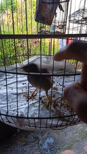 Chim sáo non Đen Sa Đéc. Mua bán Chim tại Thành phố Sa Đéc Đồng Tháp được đăng bởi Tien hình 1
