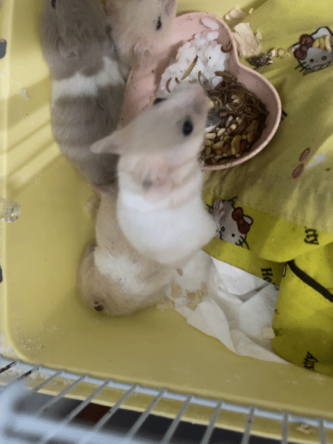 Chuột Hamster nhiều màu gần 2 tuần. Mua bán Thú cưng khác tại Quận 4 Tp Hồ Chí Minh được đăng bởi Nguyen Tu Anh hình 1