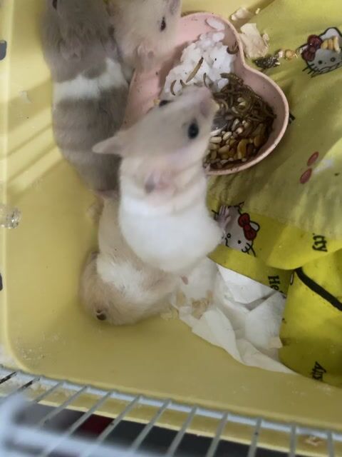 Chuột Hamster nhiều màu gần 2 tuần. Mua bán Thú cưng khác tại Quận 4 Tp Hồ Chí Minh được đăng bởi Nguyen Tu Anh hình 1