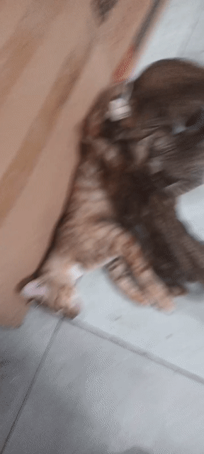 Mèo ta bắt chuột giỏi. Mua bán Mèo tại Huyện Củ Chi Tp Hồ Chí Minh được đăng bởi group khai minh hình 1