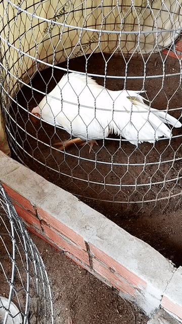 Úa 2kg8.tay dữ.. Mua bán Gà tại Thành phố Vị Thanh Hậu Giang được đăng bởi Nguyên đăng khoa hình 1