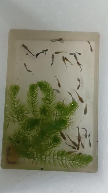 Cá 7 màu Rồng Tím Tím ánh kim. Mua bán Thú cưng khác tại Quận Bình Thuỷ Cần Thơ được đăng bởi LQ fish hình 1