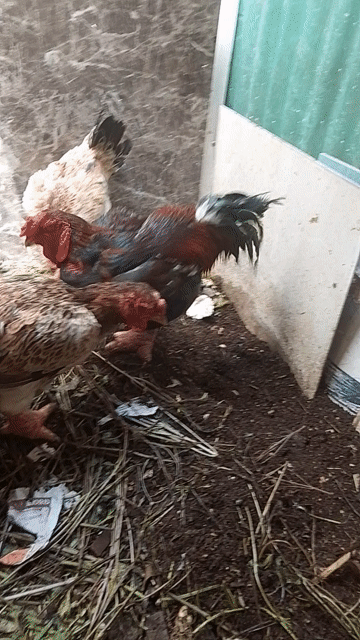 Gà Đông Tảo trống làm cảnh, thực phẩm. Mua bán Gà tại Quận 8 Tp Hồ Chí Minh được đăng bởi Nghĩa Tran hình 1