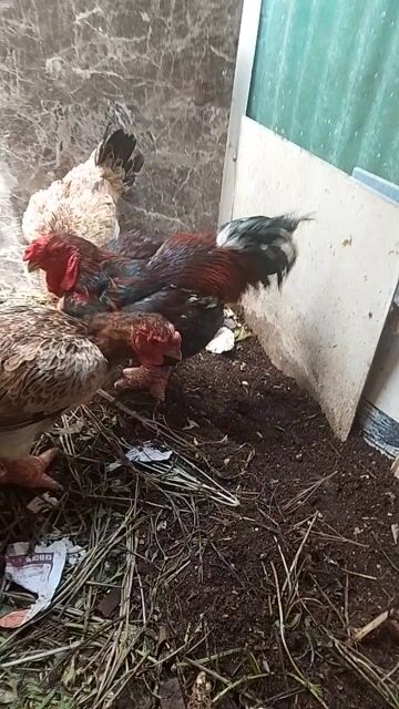 Gà Đông Tảo trống làm cảnh, thực phẩm. Mua bán Gà tại Quận 8 Tp Hồ Chí Minh được đăng bởi Nghĩa Tran hình 1