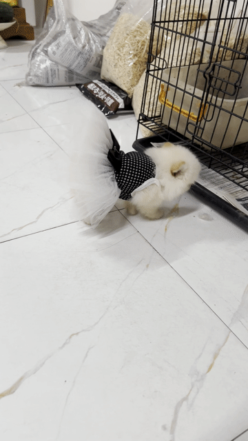 Chó Phốc Sóc Cái Trắng vàng Đã tiêm mũi 1. Mua bán Chó tại Thành phố Bến Tre Bến Tre được đăng bởi Mì Mì House  hình 1