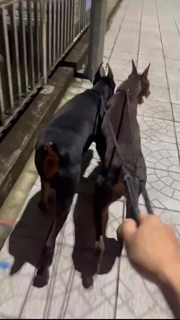 Doberman có giấy đầy đủ. Mua bán Chó tại Thành phố Ngã Bảy Hậu Giang được đăng bởi KhangNguyen hình 1