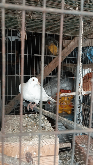 Chim bồ câu Pháp trống gáy tốt màu Trắng. Mua bán Chim tại Huyện Cần Giuộc Long An được đăng bởi nhok giang hình 1