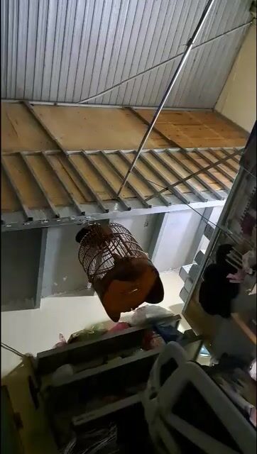 chim 3 mùa nguyen bộ  lồng Tuấn vip. Mua bán Chim tại Thị xã Tân Uyên Bình Dương được đăng bởi phamduythanh hình 1