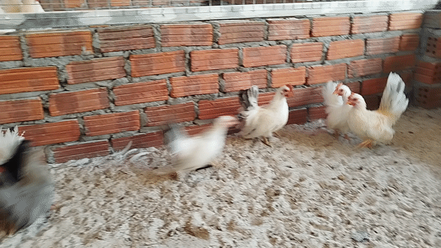 Gà tre thái cảnh. Mua bán Gà tại Quận Cẩm Lệ Đà Nẵng được đăng bởi Trương Hiền  hình 1