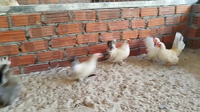 Gà tre thái cảnh. Mua bán Gà tại Quận Cẩm Lệ Đà Nẵng được đăng bởi Trương Hiền  hình 1