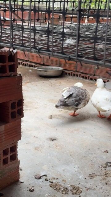 Vịt cảnh Call Duck Mini. Mua bán Thú cưng khác tại Thành phố Vĩnh Long Vĩnh Long được đăng bởi Thí Lê hình 1