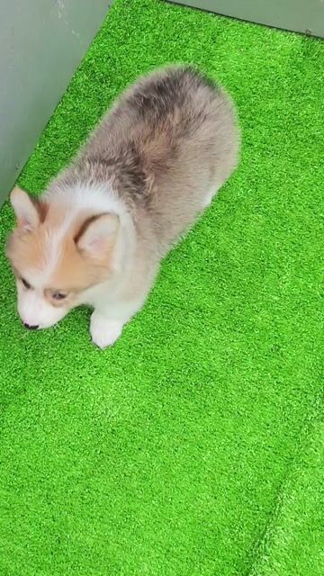 Chó Corgi cái 2 tháng lông dài. Mua bán Chó tại Quận Hoàng Mai Hà Nội được đăng bởi PPKD hình 1