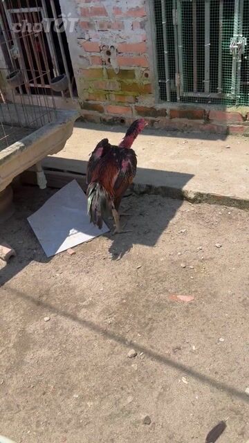 Tía cứng trên quấn chói cưa 2 mang ,ra hầu đốc mau. Mua bán Gà tại Quận Hà Đông Hà Nội được đăng bởi Thế Hiển  hình 1