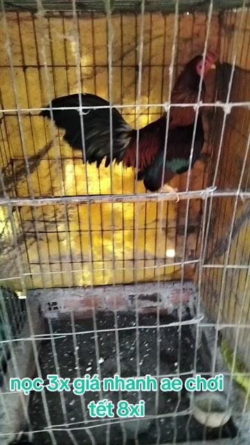 Gà chọi Asil Keso gần 2 mùa 2x. Mua bán Gà tại Huyện Trảng Bàng Tây Ninh được đăng bởi Phúc hình 1