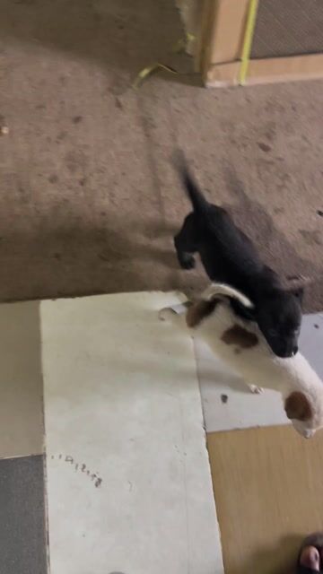 Chó Becgiê Lai Phú Quốc 3 tháng tuổi đã biết ăn. Mua bán Chó tại Thành phố Thủ Đức Tp Hồ Chí Minh được đăng bởi PHAN VĂN ÁNH hình 1