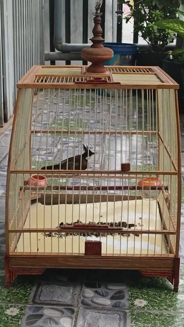Chim chào mào. Mua bán Chim tại Quận 12 Tp Hồ Chí Minh được đăng bởi Minh Toàn hình 1