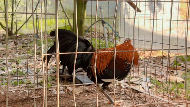 que bông cuban +my. Mua bán Gà tại Huyện Trảng Bom Đồng Nai được đăng bởi gà zin chuẩn đấu hình 1