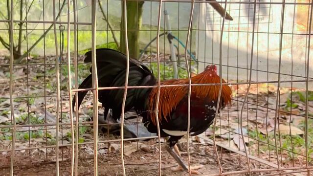 que bông cuban +my. Mua bán Gà tại Huyện Trảng Bom Đồng Nai được đăng bởi gà zin chuẩn đấu hình 1