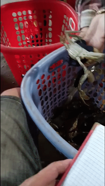 Cua Cà Mau Cua thịt. Mua bán Đồ ăn, thực phẩm và các loại khác tại Quận Tân Phú Tp Hồ Chí Minh được đăng bởi đỗ đạt hình 1