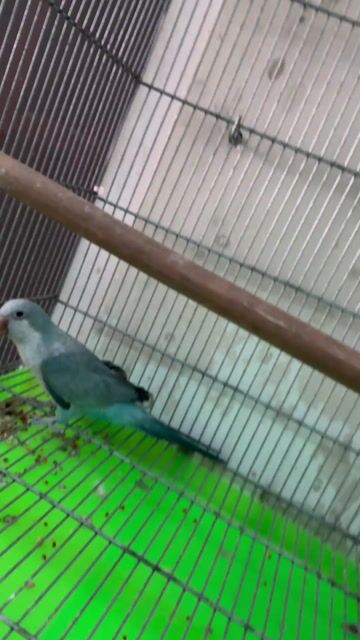 Chim Monk Blue Opaline Cái 8 tháng. Mua bán Chim tại Quận Bình Tân Tp Hồ Chí Minh được đăng bởi Hoang Phuong hình 1