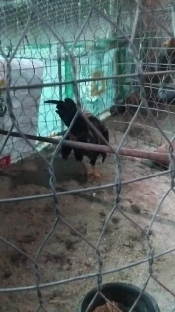 Gà tre tơ . Mua bán Gà tại Huyện Gò Công Tây Tiền Giang được đăng bởi Minh Tỷ hình 1