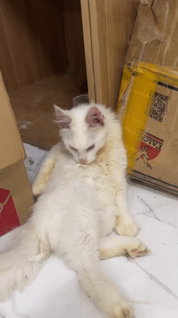 Mèo Maine Coon đực 5 tháng. Mua bán Mèo tại Quận Nam Từ Liêm Hà Nội được đăng bởi Hoa Quỳnh hình 1