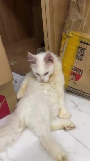 Mèo Maine Coon đực 5 tháng. Mua bán Mèo tại Quận Nam Từ Liêm Hà Nội được đăng bởi Hoa Quỳnh hình 1