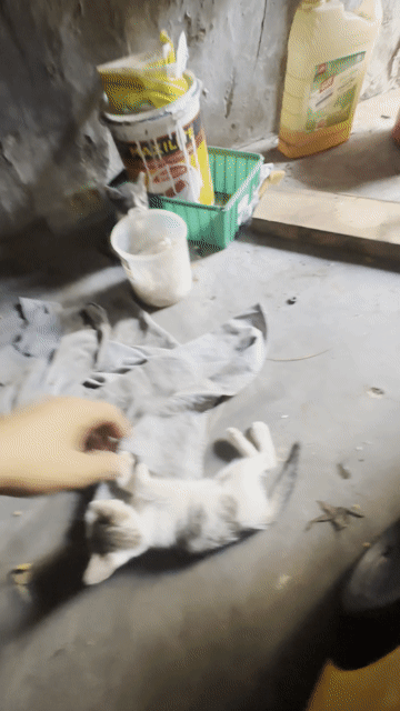 Mèo con đã biết ăn. Mua bán Mèo tại Thành phố Dĩ An Bình Dương được đăng bởi Trần  vương nguyễn hình 1