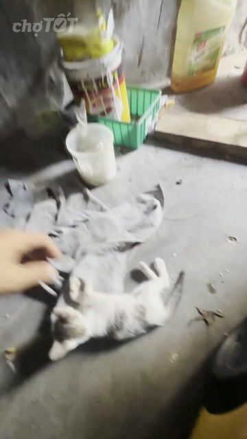 Mèo con đã biết ăn. Mua bán Mèo tại Thành phố Dĩ An Bình Dương được đăng bởi Trần  vương nguyễn hình 1