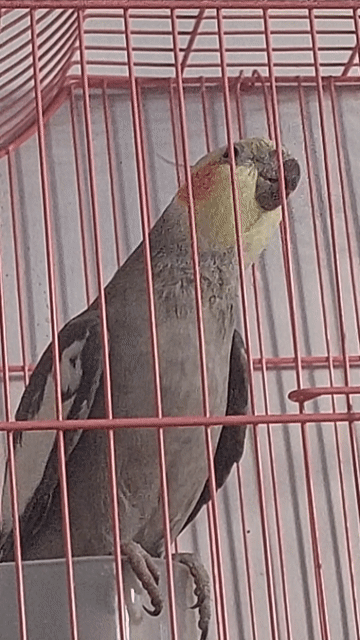 ko nuôi  pass  Vẹt Cockatiel cho Ae chơi.. Mua bán Chim tại Quận Tân Bình Tp Hồ Chí Minh được đăng bởi Hoài Phong hình 1