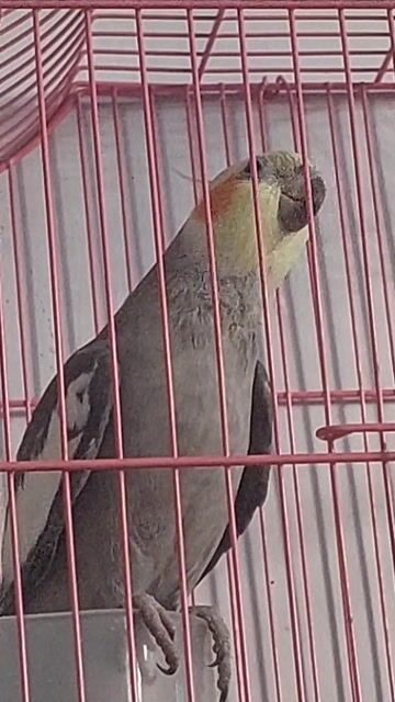 ko nuôi  pass  Vẹt Cockatiel cho Ae chơi.. Mua bán Chim tại Quận Tân Bình Tp Hồ Chí Minh được đăng bởi Hoài Phong hình 1