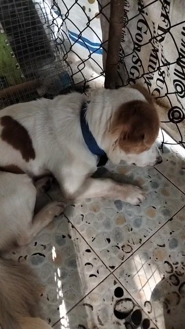 Chó Lai Nhật đực hơn 20kg. Mua bán Chó tại Thành phố Thuận An Bình Dương được đăng bởi Nguyễn Văn Phong hình 1