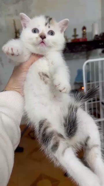 Mèo Anh lông ngắn Trắng đốm. Mua bán Mèo tại Thành phố Vũng Tàu Bà Rịa - Vũng Tàu được đăng bởi Villa Sun hình 1