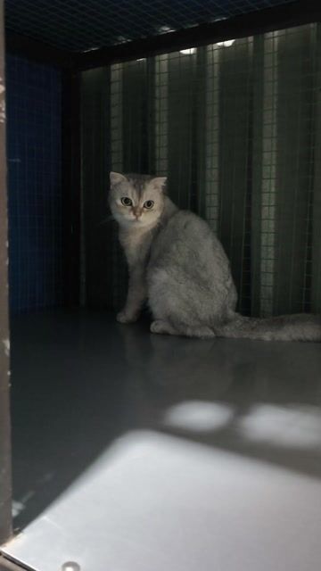 Mèo tai cụp cái đã đẻ 3 lứa. Mua bán Mèo tại Quận 12 Tp Hồ Chí Minh được đăng bởi Việt Ba Tuổi hình 1
