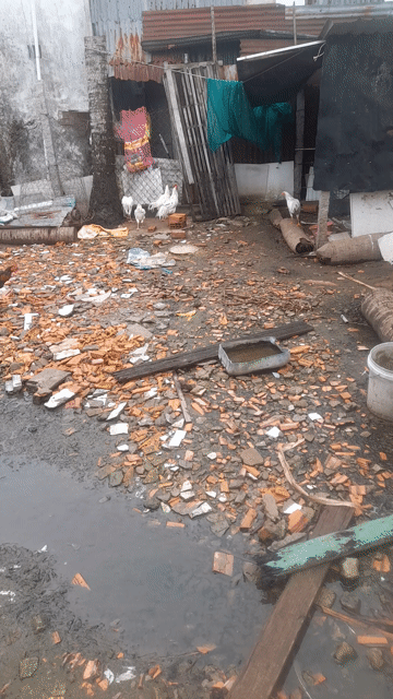 Thanh lý  4 trống 2 mái. Mua bán Gà tại Thành phố Rạch Giá Kiên Giang được đăng bởi Hoàng Phương hình 1