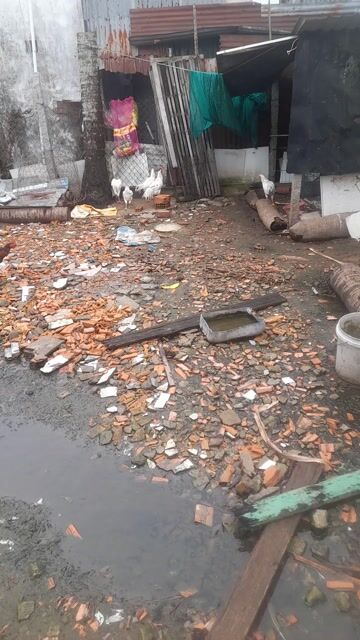 Thanh lý  4 trống 2 mái. Mua bán Gà tại Thành phố Rạch Giá Kiên Giang được đăng bởi Hoàng Phương hình 1