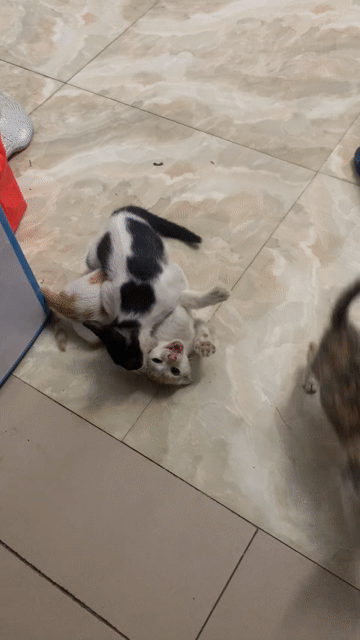 Bán mèo con ta tinh nghịch, khoẻ mạnh, quấn người. Mua bán Mèo tại Huyện Gia Lâm Hà Nội được đăng bởi Trang Nhung hình 1