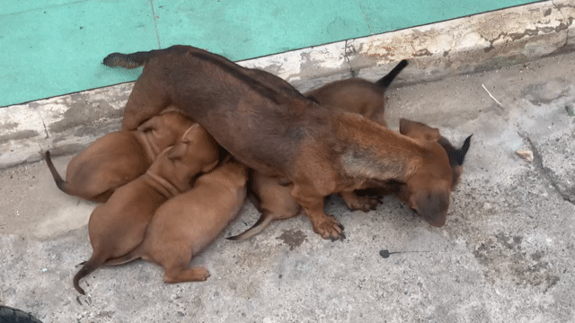 2 BÉ LẠP XƯỞNG LAI LÙN ĐỦN LANH LỢI. Mua bán Chó tại Huyện Hóc Môn Tp Hồ Chí Minh được đăng bởi Cún xinh nhà TaDa hình 1