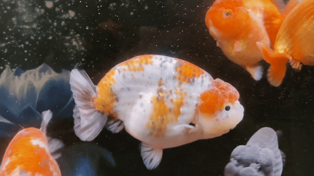 Cá cảnh Ranchu Đa sắc. Mua bán Thú cưng khác tại Quận Hải Châu Đà Nẵng được đăng bởi Nguyễn Thanh Thiện hình 1
