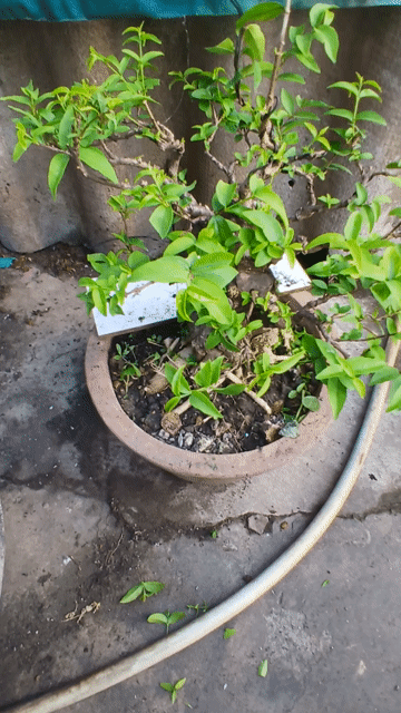 Bonsai Mai chiếu thủy. Mua bán Cây cảnh, đồ trang trí tại Thành phố Trà Vinh Trà Vinh được đăng bởi Sơn hình 1