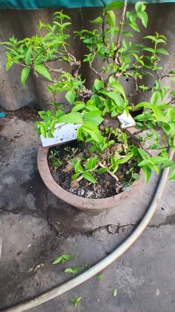 Bonsai Mai chiếu thủy. Mua bán Cây cảnh, đồ trang trí tại Thành phố Trà Vinh Trà Vinh được đăng bởi Sơn hình 1