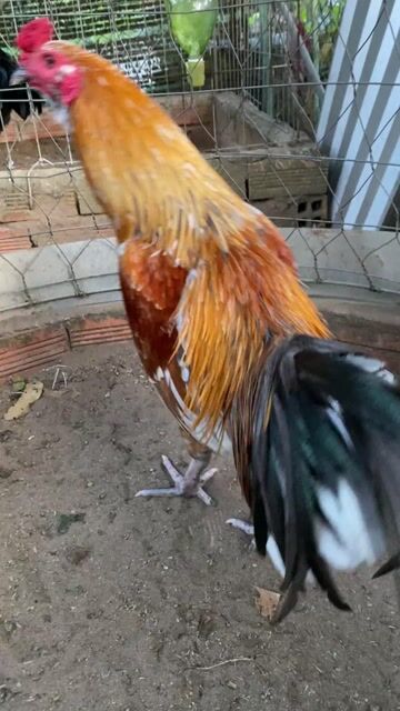 Xám vàng 2.5kg. Mua bán Gà tại Huyện Tân Hiệp Kiên Giang được đăng bởi Toàn hình 1