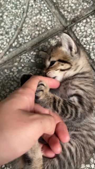 Mèo con nhiều màu ăn hạt được. Mua bán Mèo tại Quận 12 Tp Hồ Chí Minh được đăng bởi Ngọc Trinh hình 1