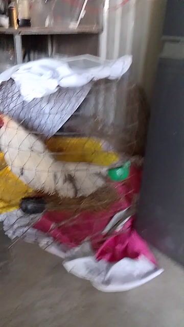 Gà chọi Trắng 3.2kg. Mua bán Gà tại Huyện Châu Thành Long An được đăng bởi nhan nguyen hình 1